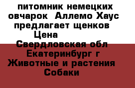 питомник немецких овчарок “Аллемо Хаус“ предлагает щенков › Цена ­ 20 000 - Свердловская обл., Екатеринбург г. Животные и растения » Собаки   